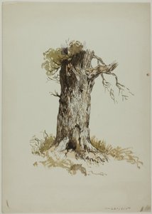Vieux tronc d