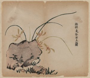Orchidée sur des rochers - Unknown artist