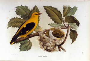 Ornithologie : un loriot près du nid de ses petits