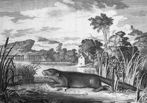Loutre - gravure - Unknown artist
