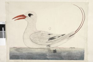Phaeton Red, Tailed Tropicbird Phaethon rubricauda, 1791-92 - Unknown artist