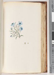 Page 101. Plante non identifiée - Unknown artist