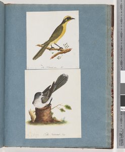 Page 101. Méliphage à touffes jaunes. 102. Oiseau non identifié - Unknown artist