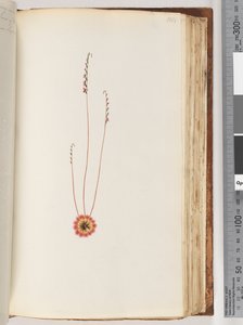Page 104. Plante non identifiée - Unknown artist