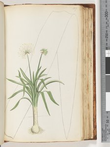 Plante non identifiée - Unknown artist