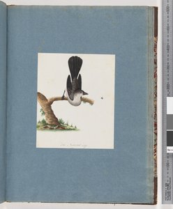Page 107. Oiseau non identifié - Unknown artist