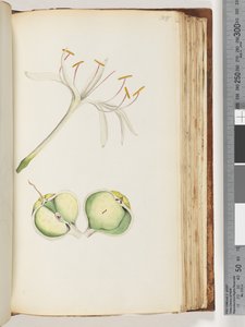 Page 108. Lys - Unknown artist