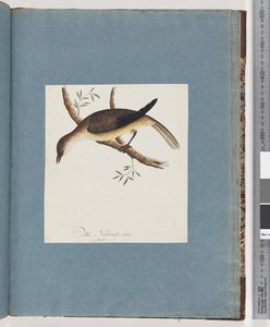 Page 108. Oiseau non identifié