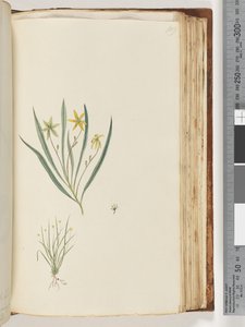 Plante non identifiée - Unknown artist