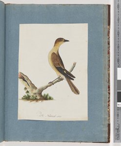 Page 109. Oiseau non identifié