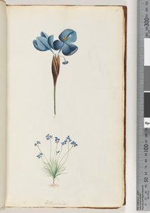 Page 10. Pattersonia - Unknown artist
