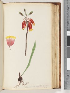 Page 110. Blandfordia nobilis Exot. Bot / t. 4. Cloche de Noël - Unknown artist