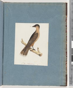 Page 110. Oiseau non identifié
