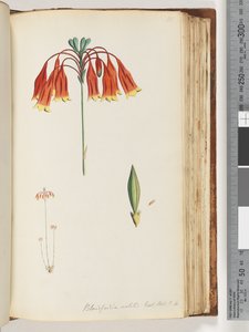 Page 111. Blandfordia nobilis Exot. Bot. t. 4. Cloche de Noël - Unknown artist