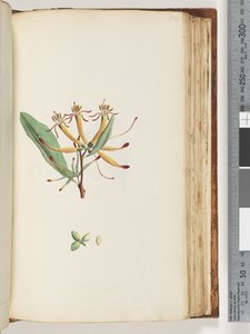 Page 112. Plante non identifiée - Unknown artist