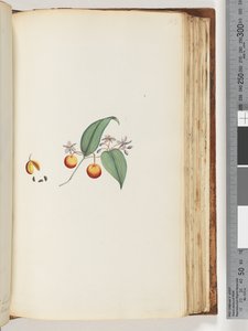 Page 113. Une liane ou chèvrefeuille qui s