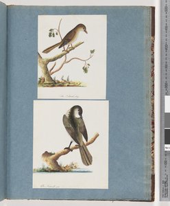Page 113. Oiseau non identifié. 114. Oiseau non identifié - Unknown artist