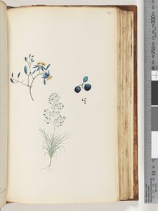 Page 114. Plante à fleurs non nommée - Unknown artist