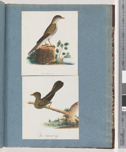 Page 115. Oiseau non identifié. 116. Bell, miner - Unknown artist