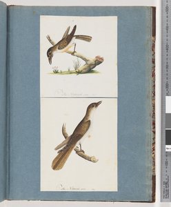 Page 117. Oiseau non identifié. 118. Oiseau non identifié - Unknown artist