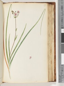 Page 117. Plante non identifiée - Unknown artist