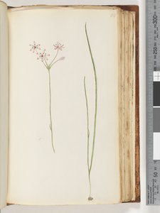 Page 118. Plante non identifiée - Unknown artist