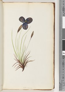 Page 11. Pattersonia - Unknown artist