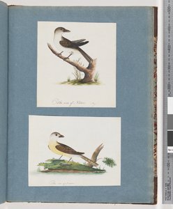 Page 121. Oiseau non identifié. 122. Oiseau non identifié - Unknown artist