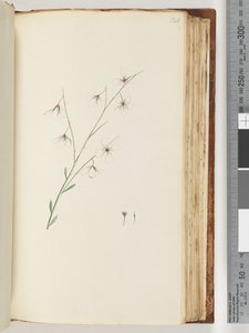 Page 121. Plante non identifiée - Unknown artist