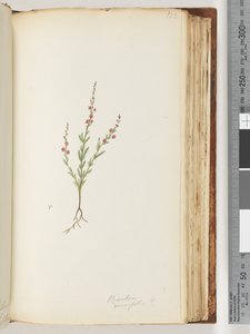 Page 122. Baeckea densifolia, peut-être - Unknown artist
