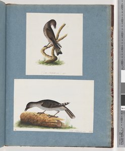 Page 123. Oiseau non identifié. 124. Oiseau non identifié - Unknown artist