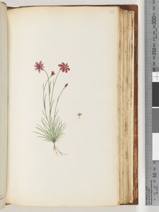 Page 124. Plante non identifiée - Unknown artist