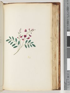 Page 125. Plante non identifiée - Unknown artist