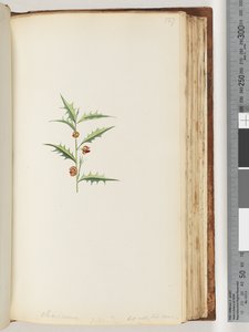Page 127. Chorizema Billard, mais pas son espèce - Unknown artist
