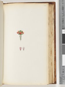 Page 128. Plante non identifiée - Unknown artist