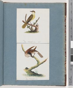 Page 129. Oiseau non identifié. 130. Oiseau non identifié - Unknown artist