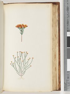 Page 129. Plante non identifiée - Unknown artist