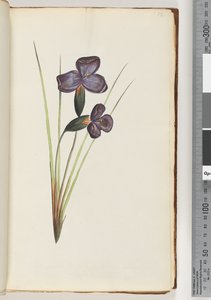 Page 12. Plante non identifiée - Unknown artist