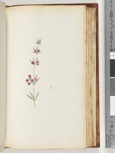 Page 130. Plante non identifiée - Unknown artist