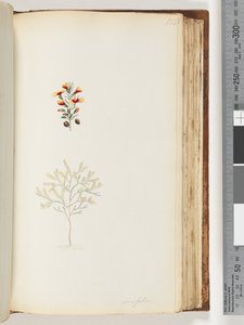 Page 132. Ericifolia - Unknown artist