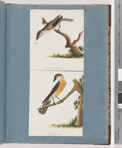 Page 133. Oiseau non identifié. 134. Oiseau non identifié - Unknown artist