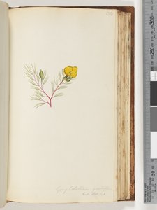 Page 134. Gompholobium grandiflorum / Exot. Bot. t. 5 - Unknown artist