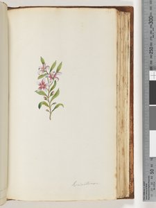 Page 135. Eriostemon - Unknown artist