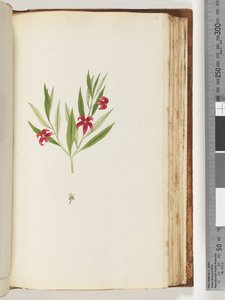 Page 136. Plante non identifiée - Unknown artist
