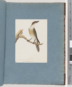 Page 137. Oiseau non identifié, peut-être la Grive harmonique