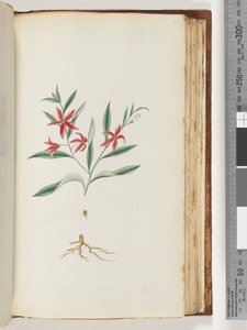 Page 137. Plante non identifiée - Unknown artist