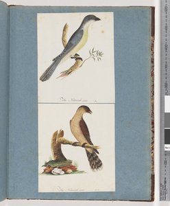 Page 138. Oiseau non identifié. 139. Oiseau non identifié - Unknown artist