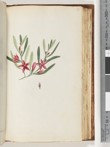 Page 138. Plante à fleurs et insecte non nommés - Unknown artist