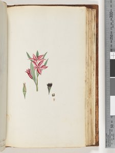 Page 139. Plante à fleurs sans nom