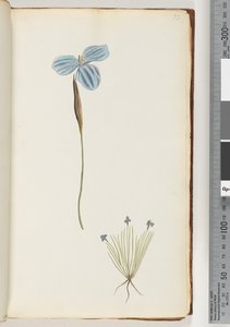Page 13. Plante non identifiée - Unknown artist